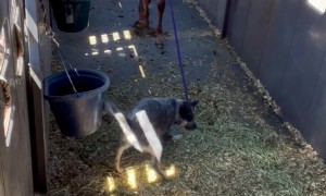 Blue Heeler Dog Fetches Horse