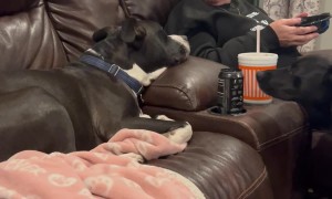 Conversation With Pouting Pit