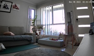 Portly Pup Gets Stuck Under Table