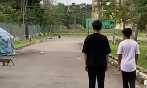 Squid Games Played With Monkey