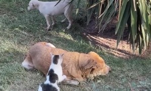 Blind Refuge Dog Massaged By Cat