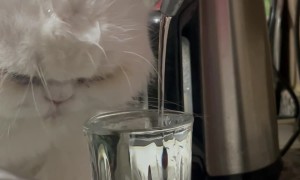 Running Faucet Doesn't Deter Thirsty Cat