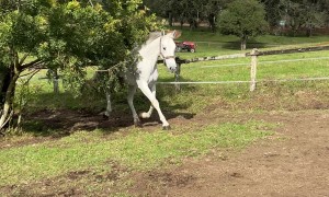 Horse Pretends Slip Didn't Happen