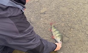 Released Bass Fish Scares Woman