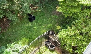 Bear Cubs Climb Fences to Nurse With Mom