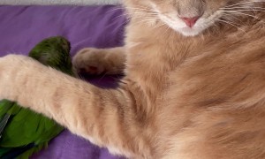 Cat is Protective of Bird Brother