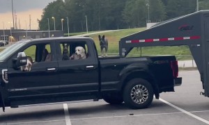 The Whole Farm Goes for a Road Trip