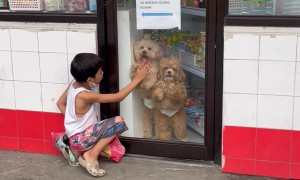 Store Pups Want to Play With Boy