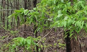 Massive Male Tiger in the Woods Calls for Mate