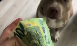 Dog Doesn't Behave Until Dad Is Called