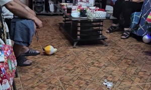 Dog Couldn't Wait For Presents