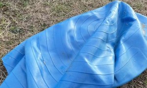 Bucking Border Collie