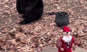 Bears Meet Dancing Santa