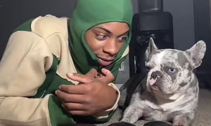 Cremes the French Bulldog Answers the Tough Questions