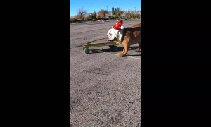 Santa Bulldogs' Season To Shred