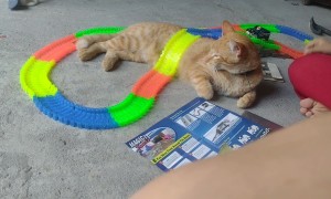 Kitty Becomes Obstacle on Toy Car Track