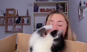 Cat Launches Surprise Attack From Cardboard Box