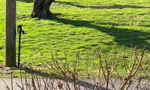 Elk Duke It Out in Neighborhood