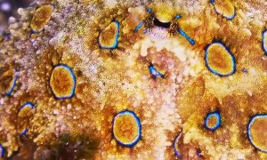 Octopus With Electric Blue Rings