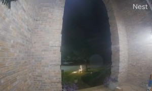 Neighborhood Deer Knock Over Decor