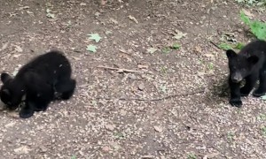 Mama Bear Talks to Her Tiny Cubs
