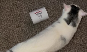 Cat Crawls Into Crochet Paper