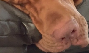 Drool Dangles From Sleeping Hound's Mouth