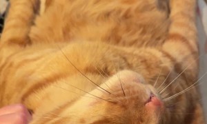 Cat Warms Toes And Lounges On Human