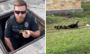 Police rescue 11 ducklings from storm drain
