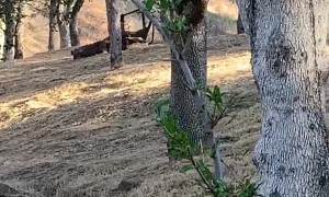 Playful Deer Chase Wild Turkey