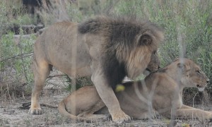 Mating Lions in Moremi Game Reserve, Botswana