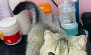 Cat Begs For a Snack