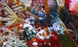 Peeping Peacock Mantis Shrimp