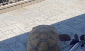 Sulcata Tortoise Chases Ball in Backyard
