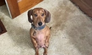 Dachshund Stands For Cupcake