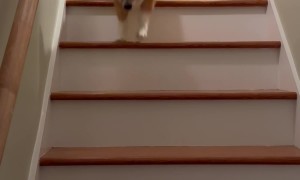 Corgi Hops Down Stairs