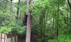 Concerned Man Begs Black Bear To Stop Climbing
