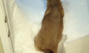Dog Jumps Into Snowed-In Doorway