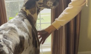 Great Dane Chatters Teeth Before Doctor Visit