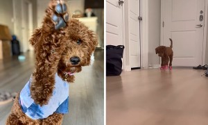 Doggo Is Not A Fan Of His New Shoes