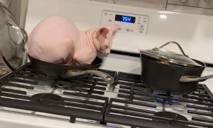 Sphinx Cat Wants to Help With Dinner