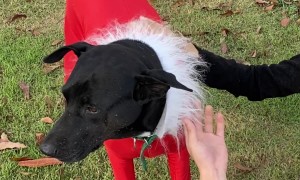 University Students Enjoy Festive Dog