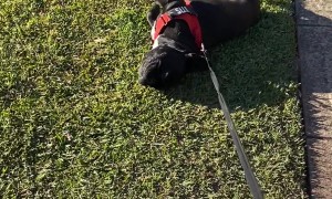 French Bulldog Refuses to Cooperate On Walk