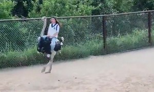 An Adrenaline-Fueled Ostrich Ride