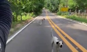 Dogs Run With Cyclist