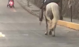 When Your Horse Is the Designated Driver