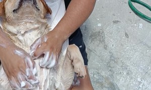 Pampered Pup Receives a Luxurious Bath