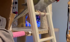 This Parrot Would Rather Stay Inside Today