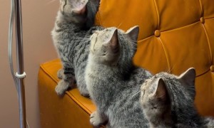 Adorable Trio of Kittens Transfixed by Fly