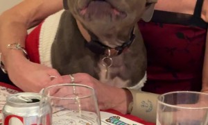 Staffordshire Bull Terrier Enthusiastically Recites Reindeer Names